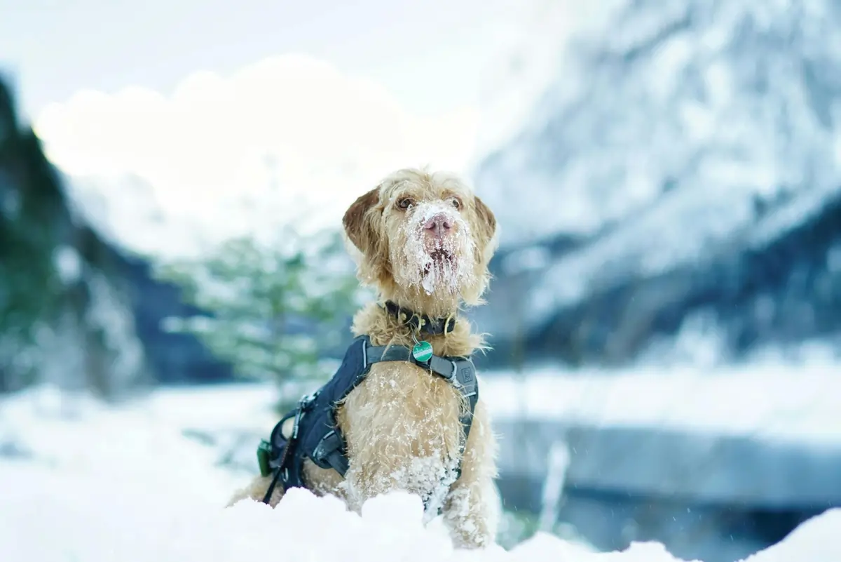 Dog in Snow